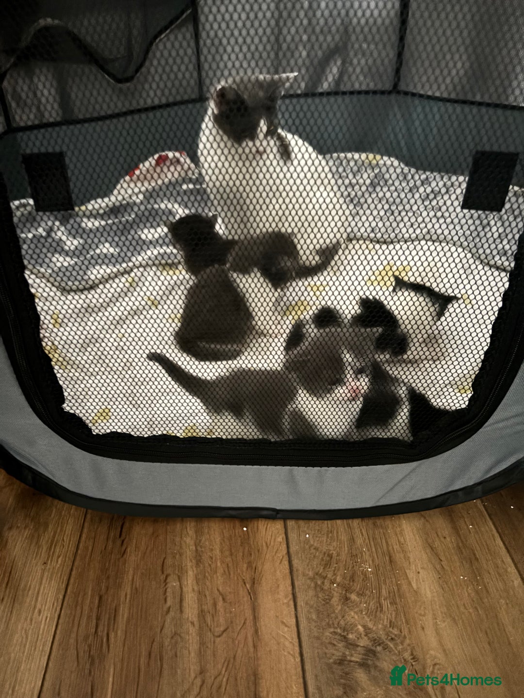 Domestic Shorthair cats for sale: 8 week old kittens - Image 1