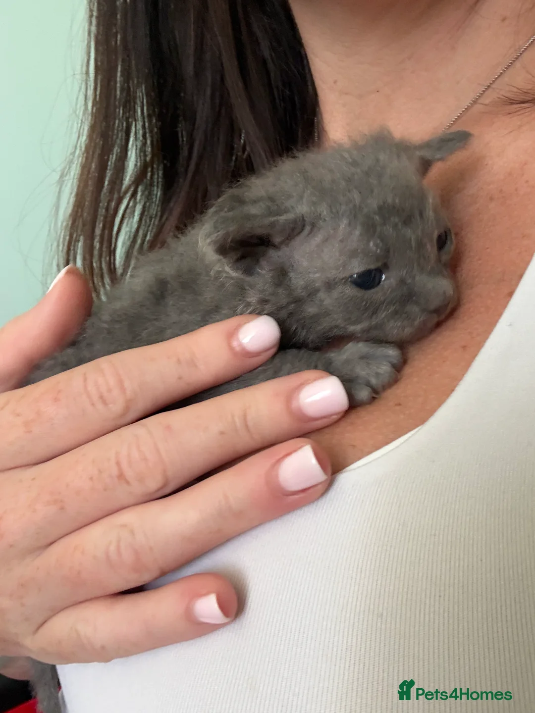 Mixed Breed cats for sale: Grey kittens - Mum is Sphynx X British short hair - Advert 9