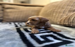 Cavapoo dogs for sale: 🐶 Beautiful Red Cavapoo Puppies – Ready November  - Image 19