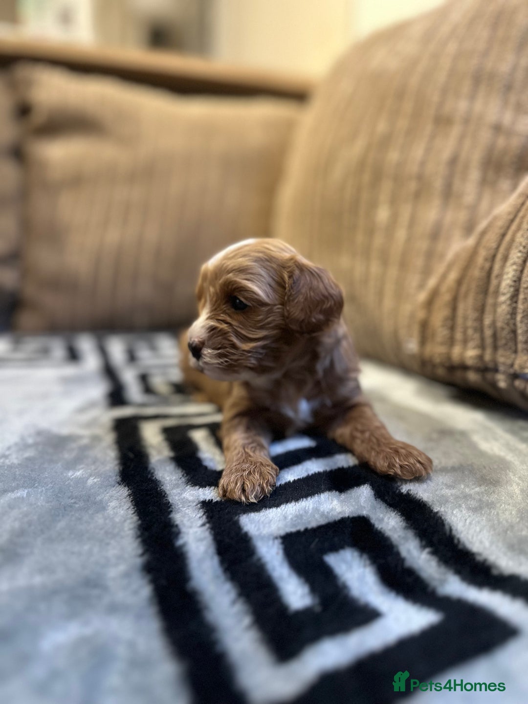 Cavapoo dogs for sale: 🐶 Beautiful Red Cavapoo Puppies – Ready November  - Image 19