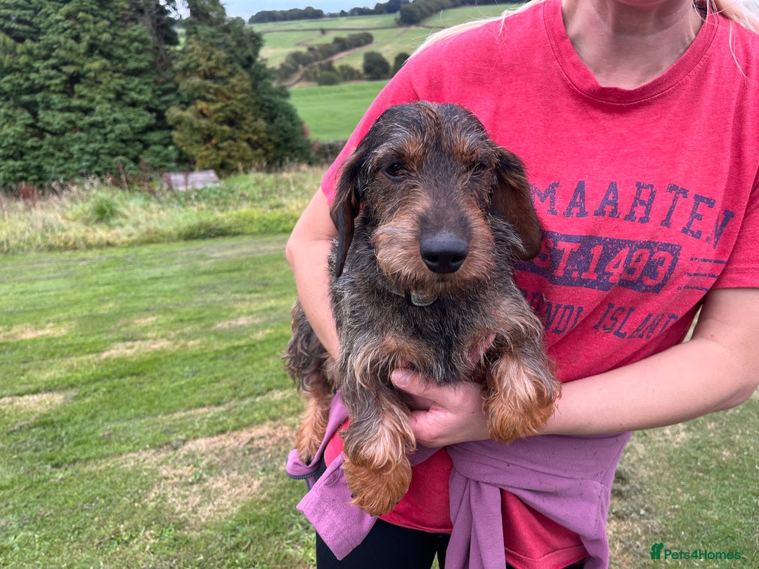 Dachshund dogs for sale: Wire haired dachshund puppies - Image 3