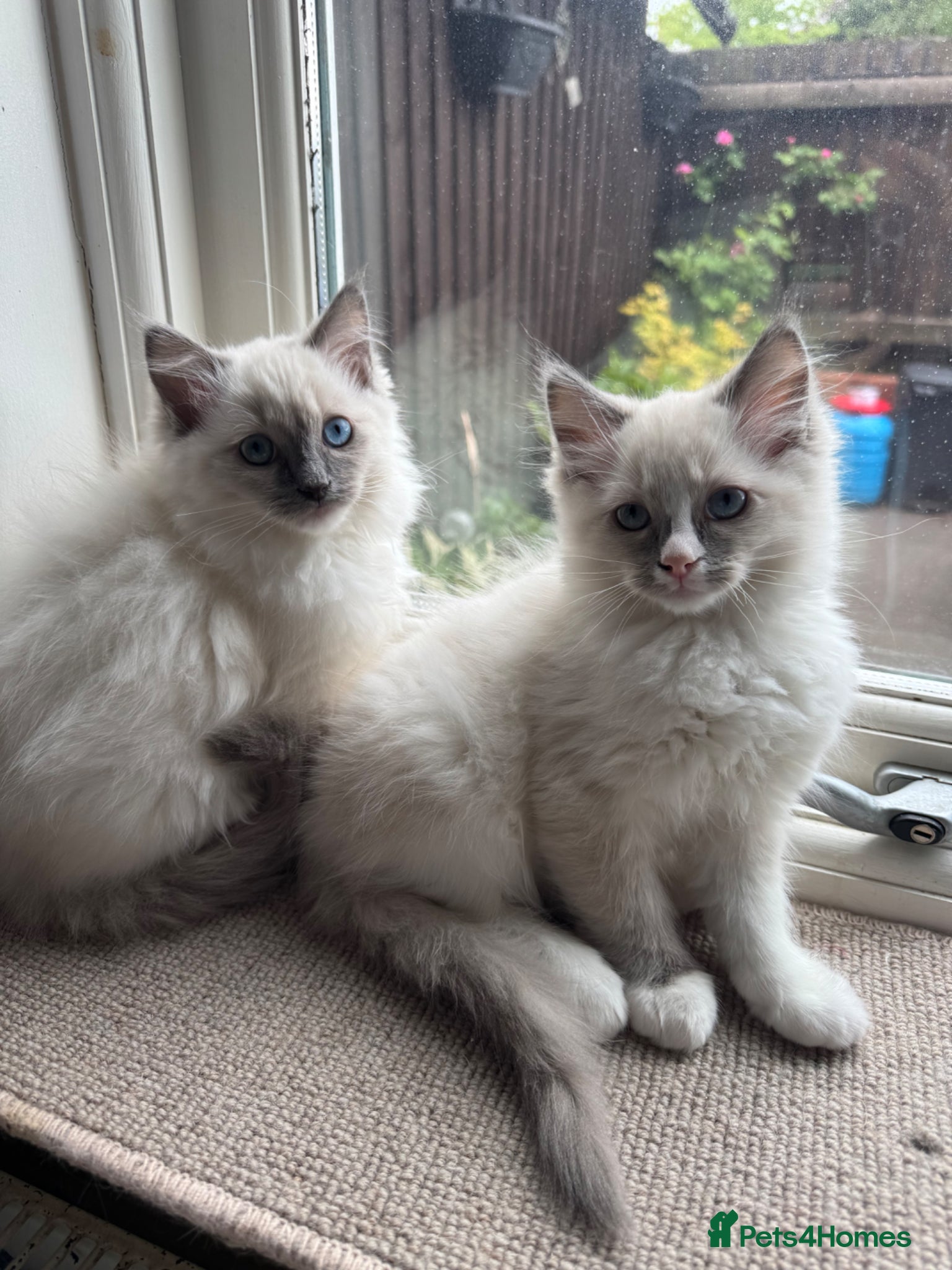 Ragdoll cats for sale: Luna and Drako in Spalding - Advert 3