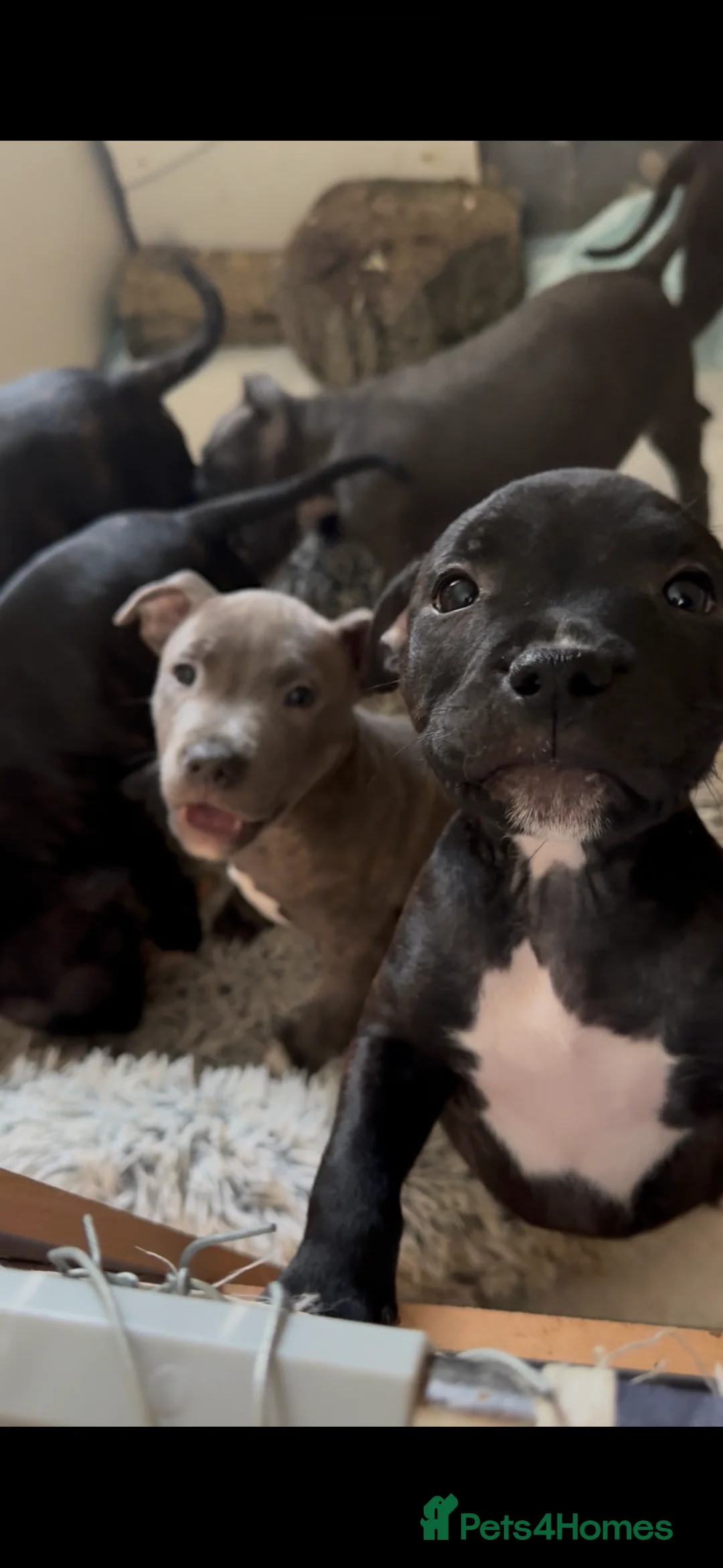 Staffordshire Bull Terrier dogs for sale: 6 Staffordshire pups - Advert 2