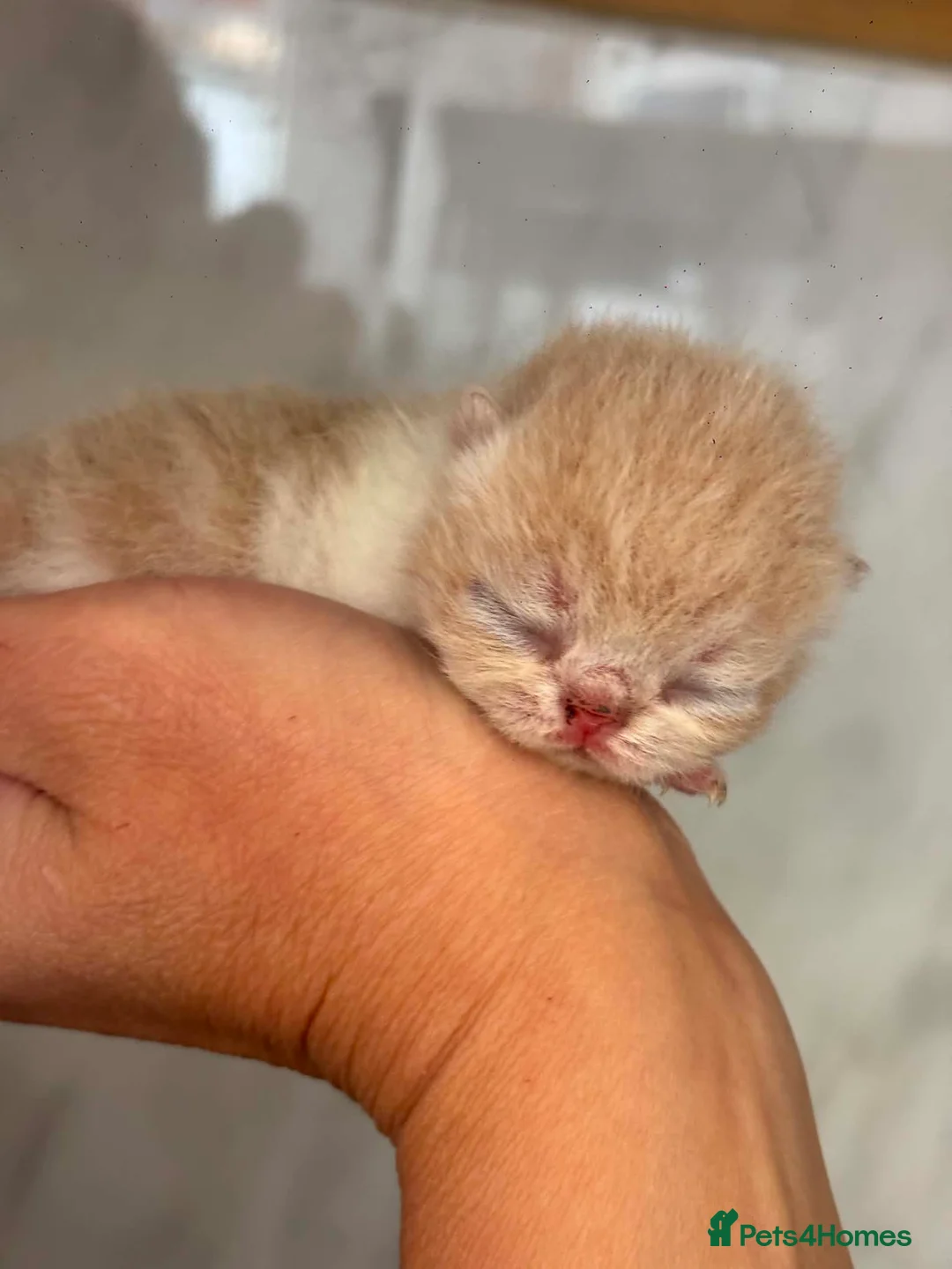 Exotic cats for sale: STUNNING EXOTIC CHUNKY KITTENS - Advert 2