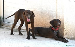 German Shorthaired Pointer dogs for adoption: Bobby is ready for his forever family!  - Image 5