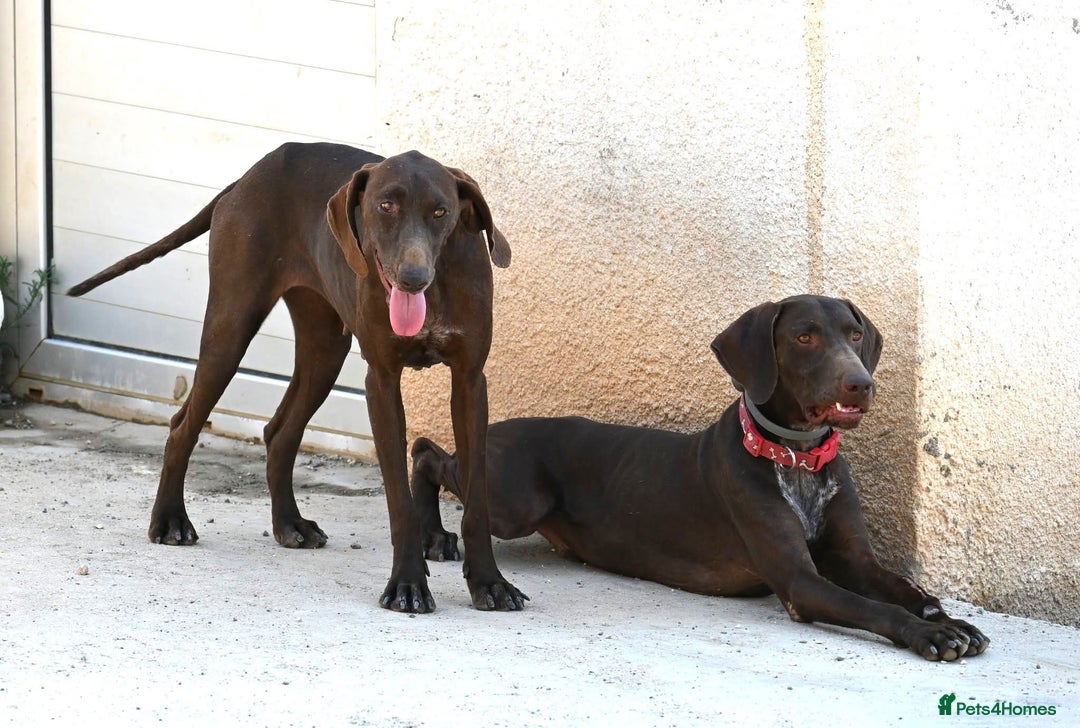 German Shorthaired Pointer dogs for adoption: Bobby is ready for his forever family!  - Image 5