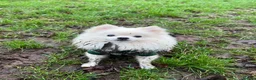 Pomeranian dogs for stud: Gorgeous white Pomeranian for stud  - Advert 15