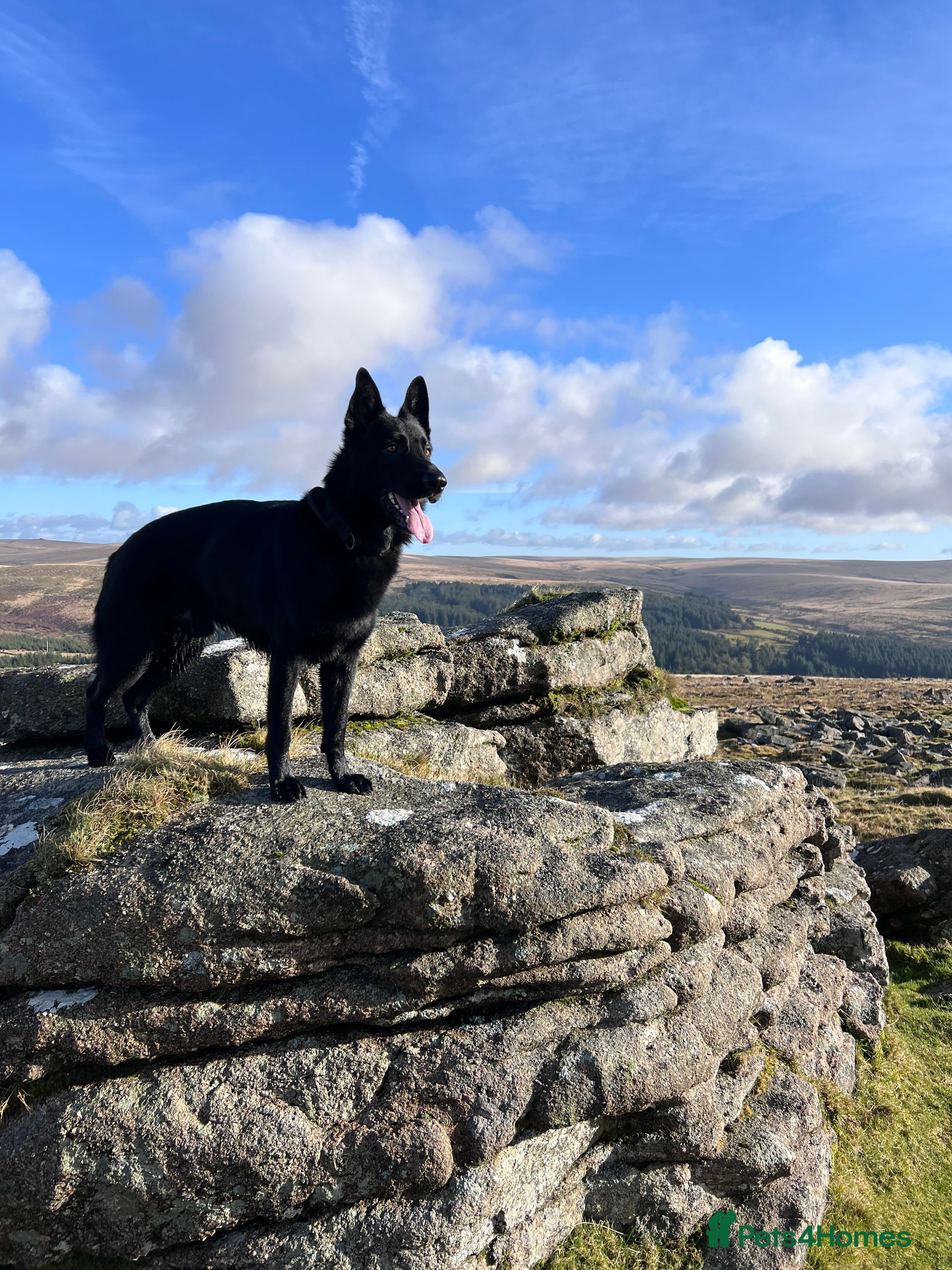 German Shepherd dogs Stunning black GSD - exceptional health and temper - Advert 6