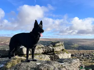 German Shepherd dogs Stunning black GSD - exceptional health and temper - Advert 6