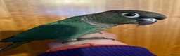 Conures birds for sale: Hand raised green cheek conure - Advert 2
