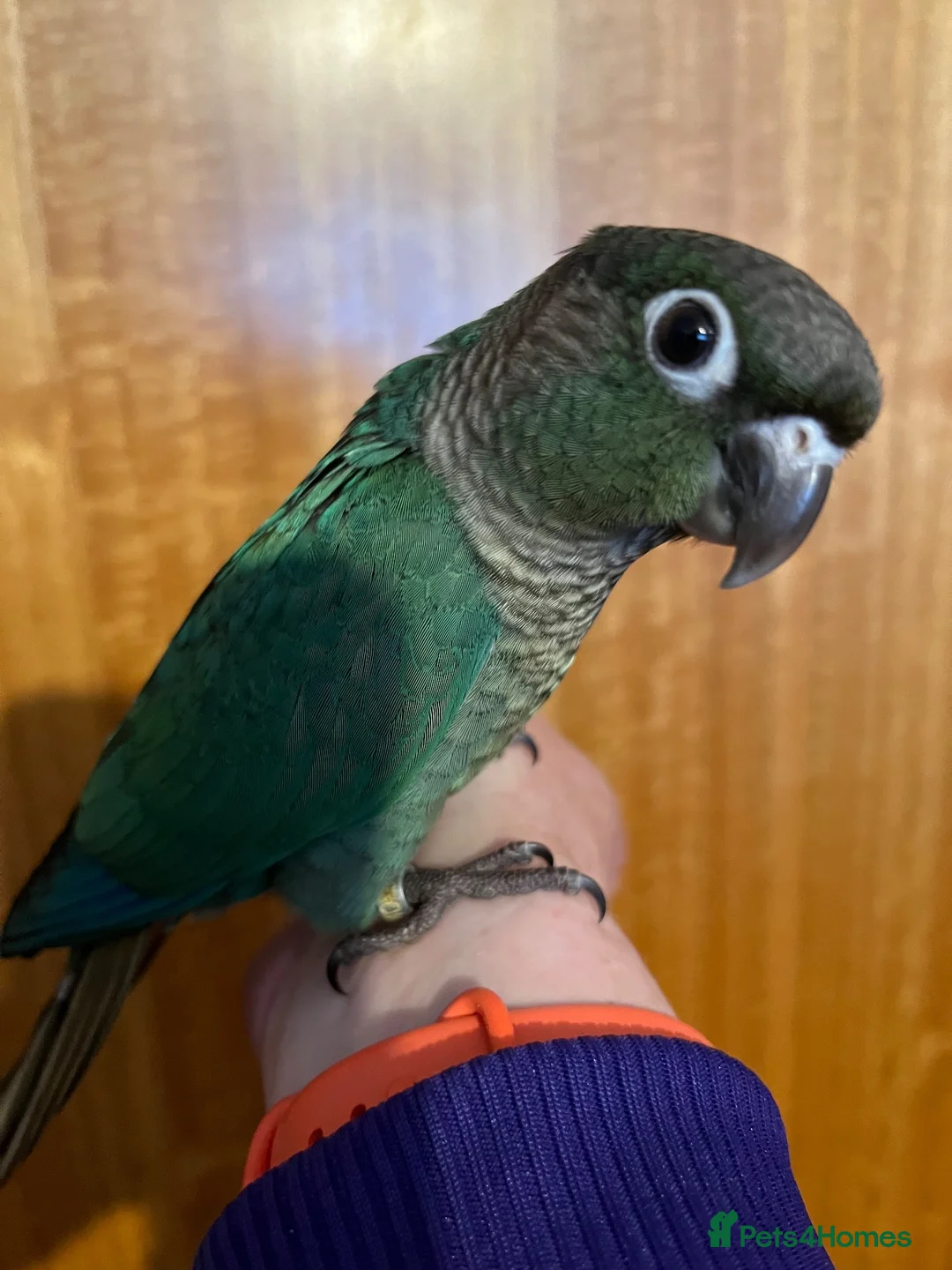 Conures birds for sale: Hand raised green cheek conure - Advert 2