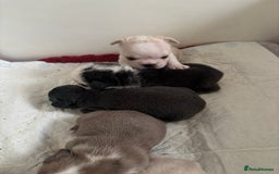 French Bulldog dogs for sale: Kc registered French bulldogs  - Image 7