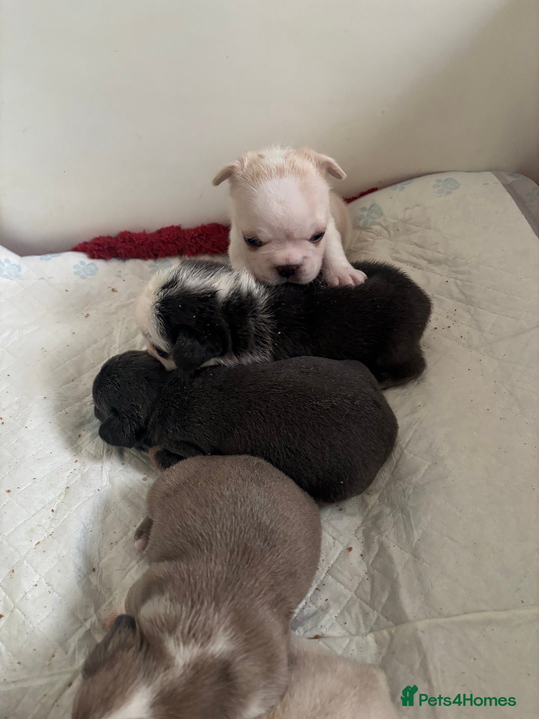 French Bulldog dogs for sale: Kc registered French bulldogs  - Image 7