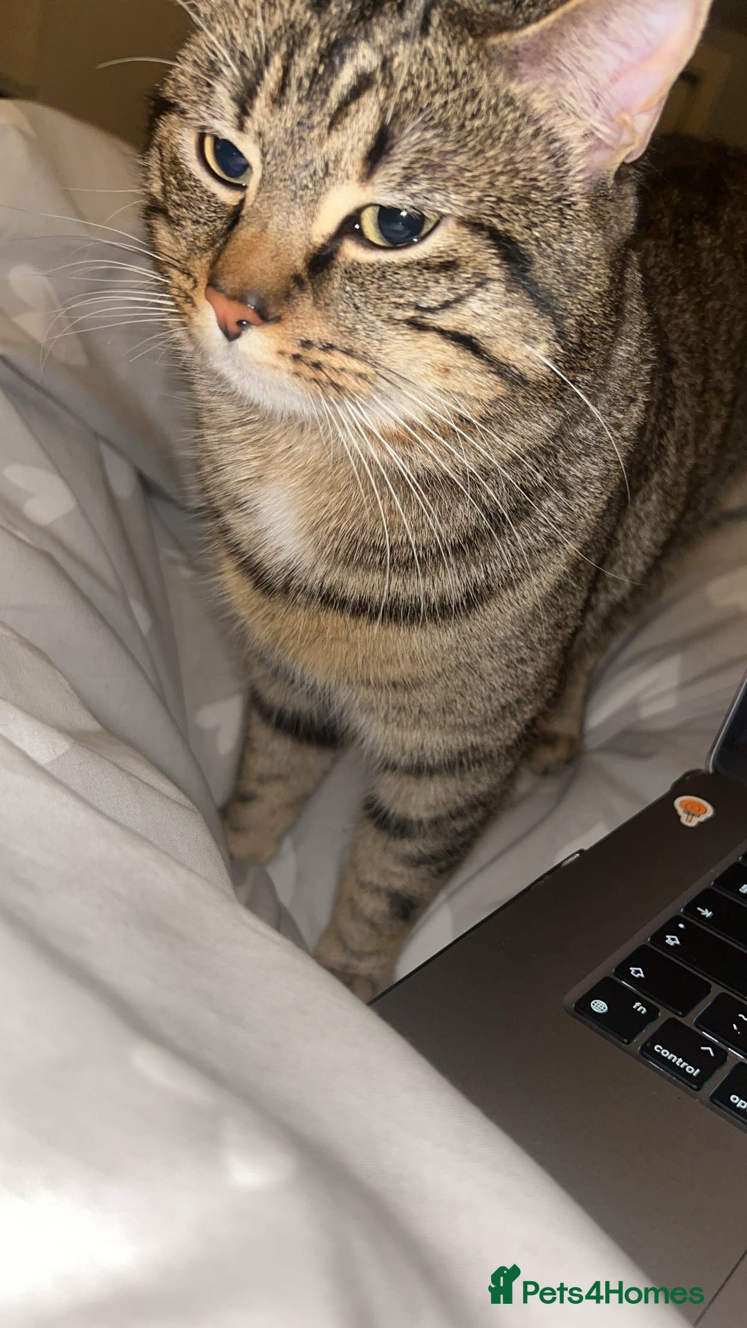 British Shorthair cats for sale: 2 year old male  - Advert 4