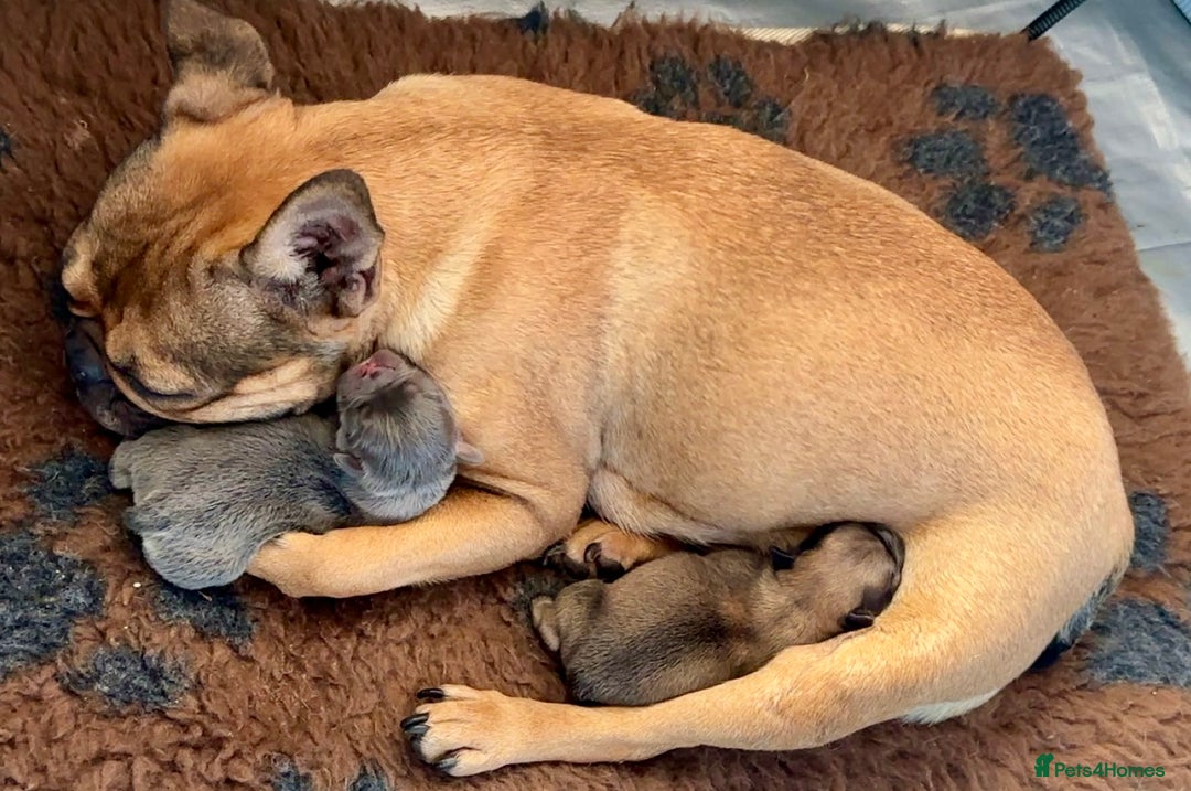 French Bulldog dogs for sale: 2 fluffy male French bulldogs - Image 6