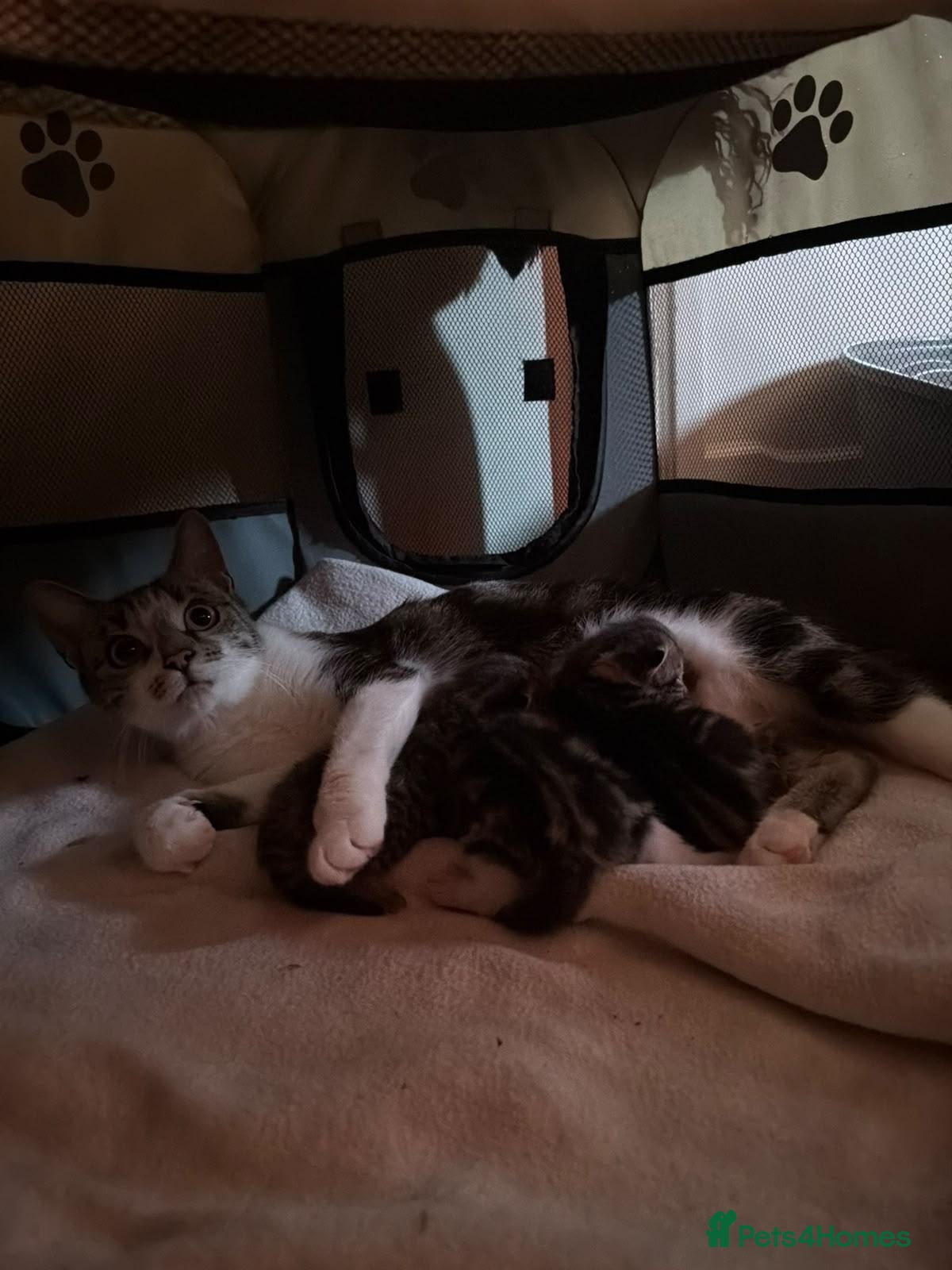Domestic Shorthair cats for sale: Last female kitten ready to reserve  - Advert 3