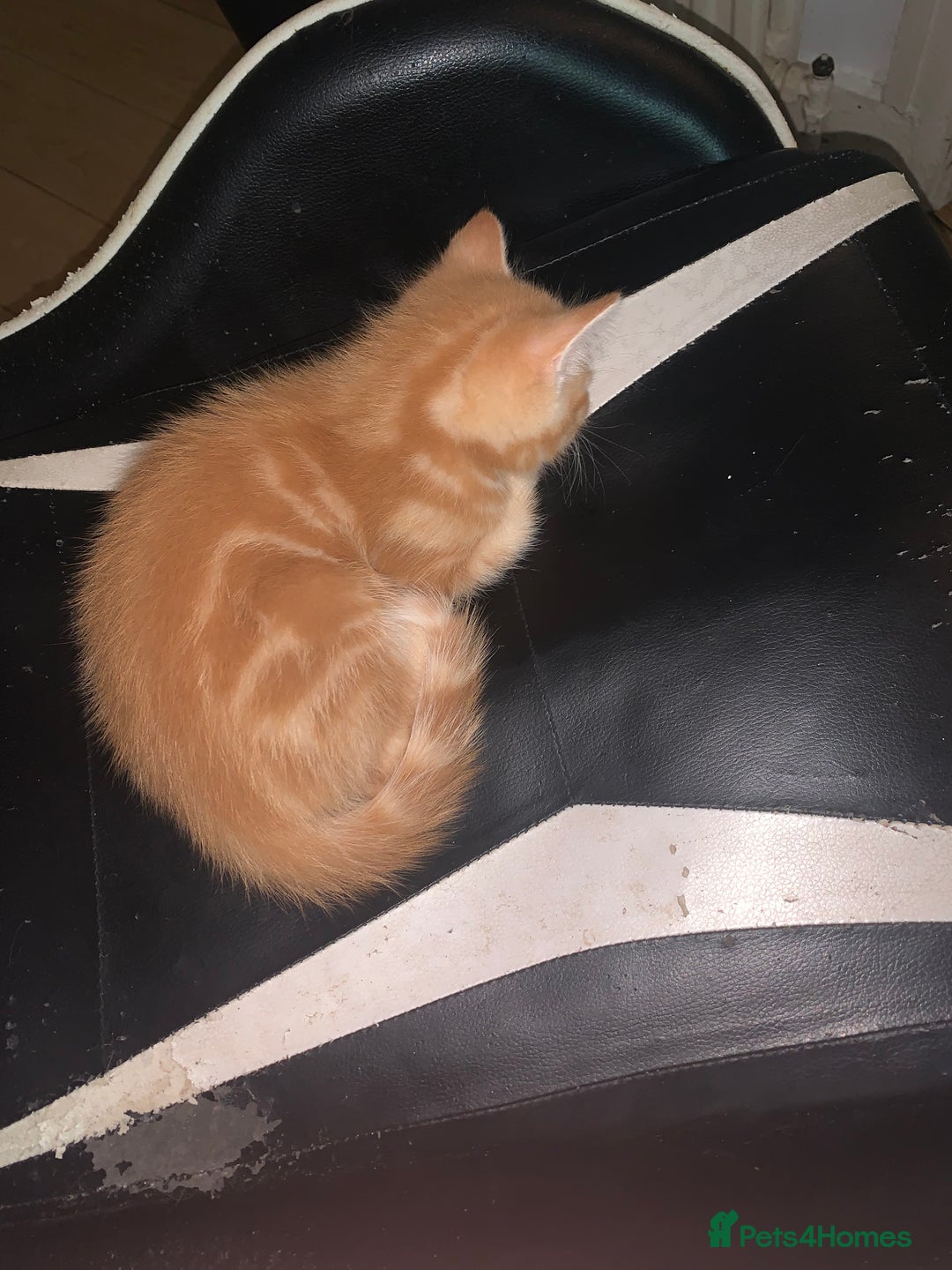 Mixed Breed cats for sale: Five Gorgeous Kittens available now ! - Image 18