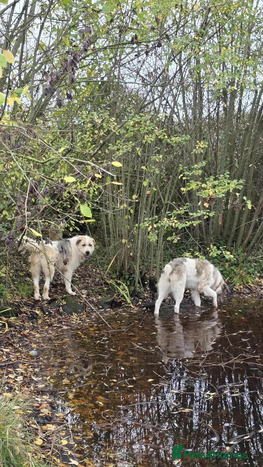 Mixed Breed dogs for adoption: Harley 💙 ( & brother Hershey )  - Advert 15