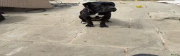 Cane Corso dogs for sale: Female Cane Corso in St Albans - Advert 1
