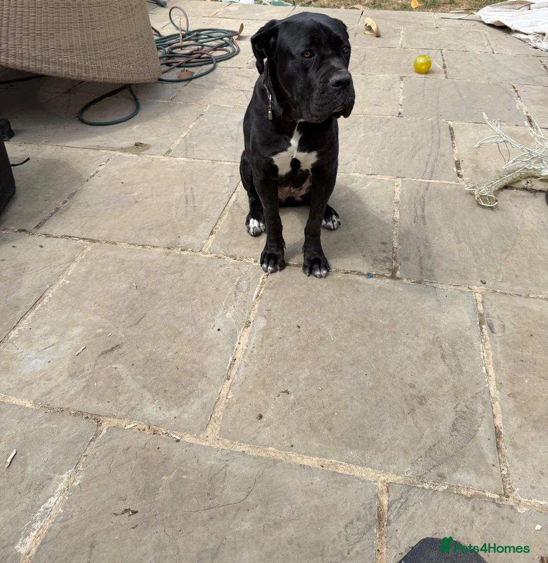 Cane Corso dogs for sale: Female Cane Corso in St Albans - Advert 1