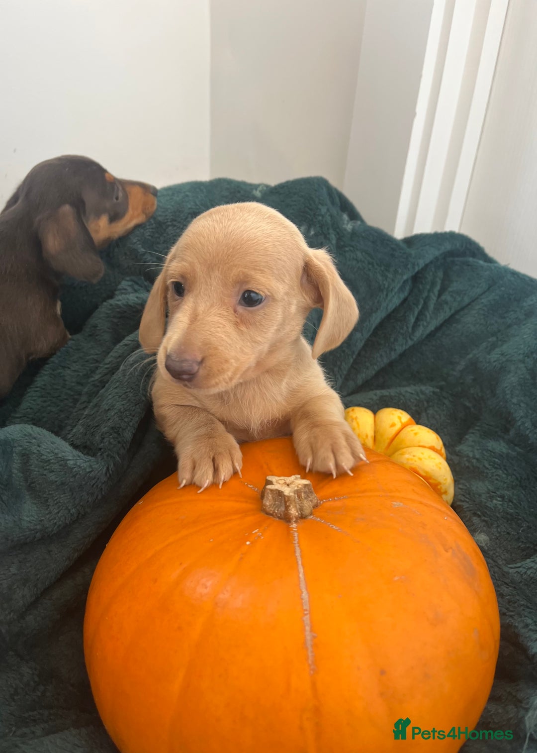 Dachshund dogs for sale: 6 beautiful dachshund puppies  - Image 12
