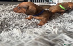 Dachshund dogs for sale: Beautiful dachshund puppies  - Image 13