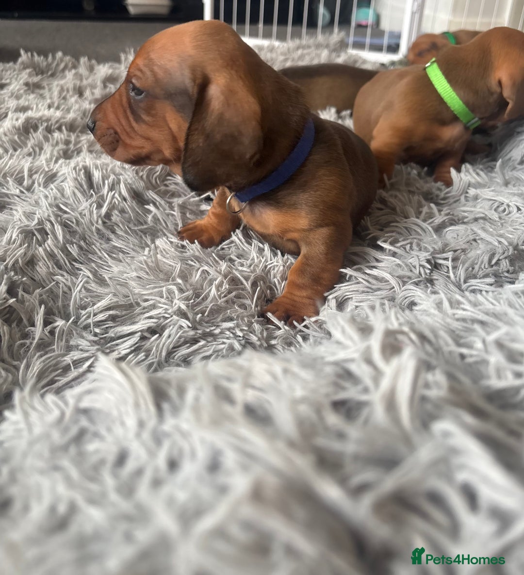 Dachshund dogs for sale: Beautiful dachshund puppies  - Image 13