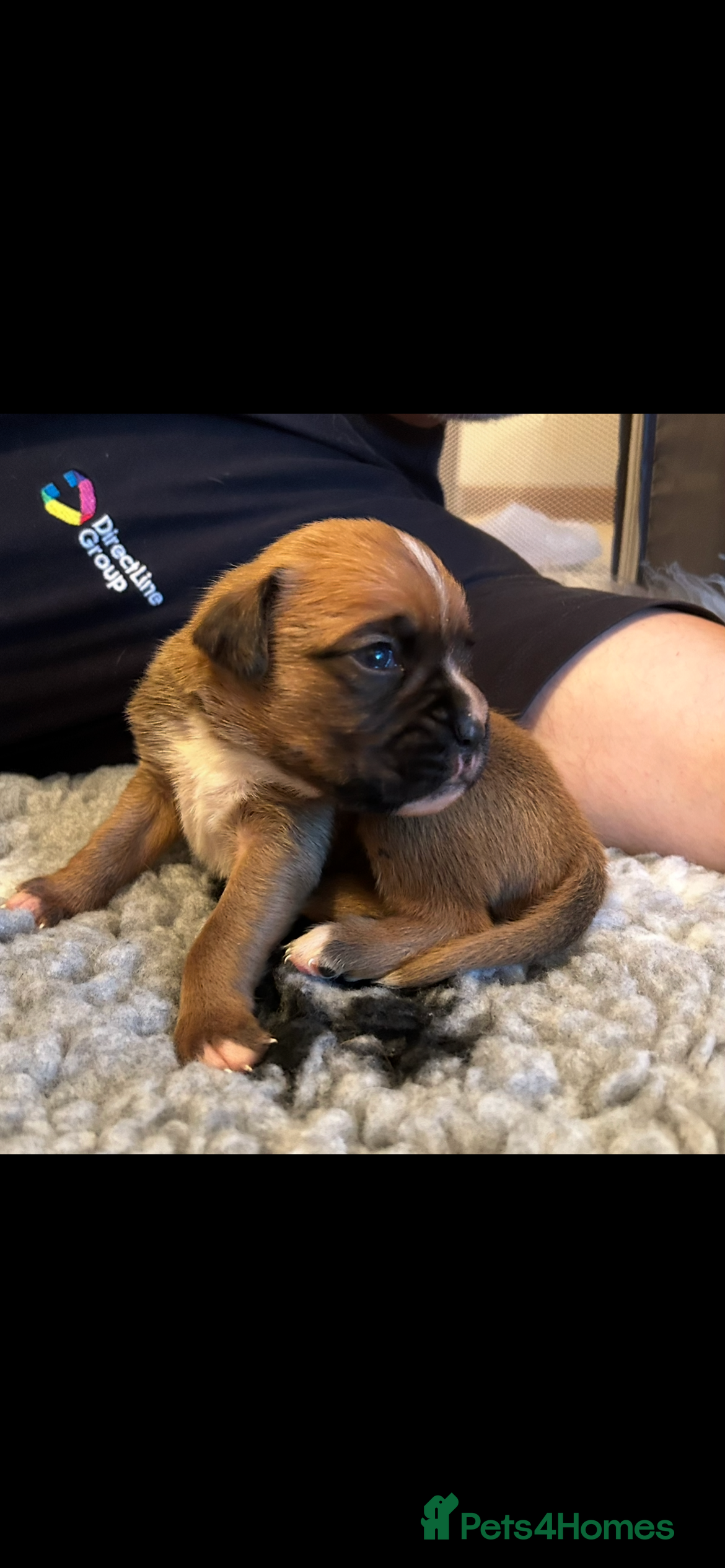 Boxer dogs Beautiful Red & White Boxer Puppies – Ready August - Advert 2