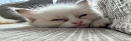 Ragdoll cats for sale: GCCF Ragdoll Kittens Championlines  - Advert 7