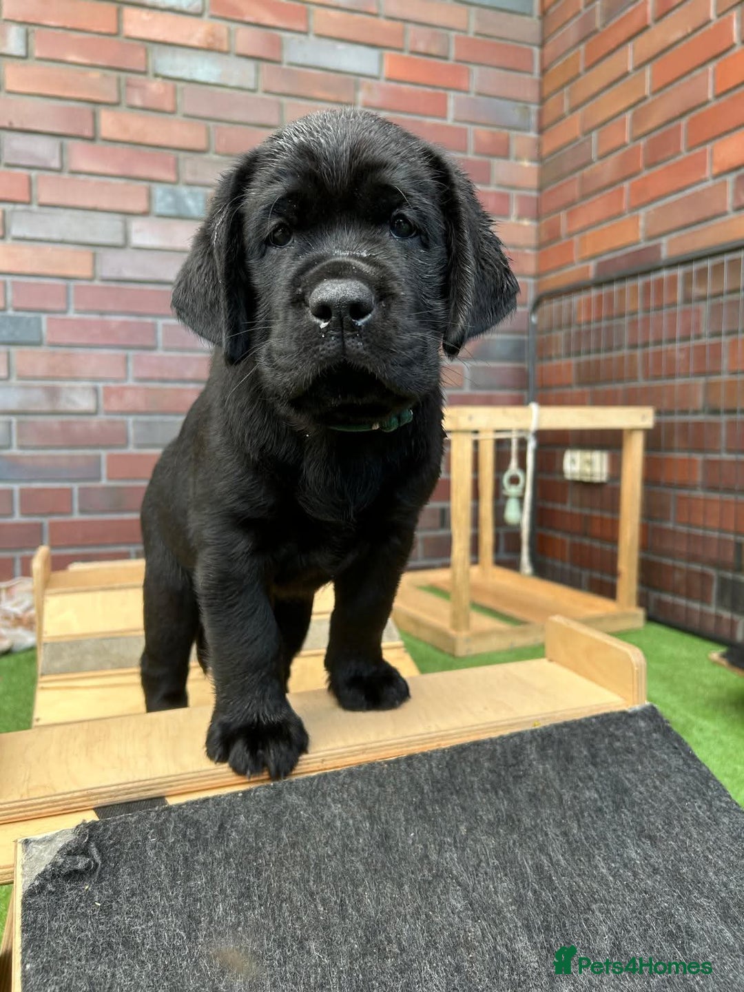 Labrador Retriever dogs for sale: six boys and six girls - Image 9