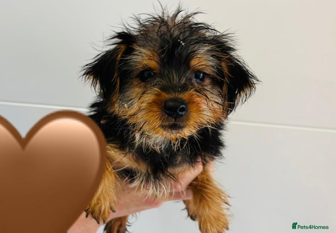 Yorkshire Terrier dogs for sale: Coloured Yorkshire Terrier Puppies  - Image 3