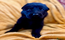 German Shepherd dogs for sale: 4* Licensed. KC Registered. Health Tested Parents - Image 6