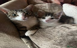 Mixed Breed cats for sale: 2 Male Kittens looking for a home together - Image 4