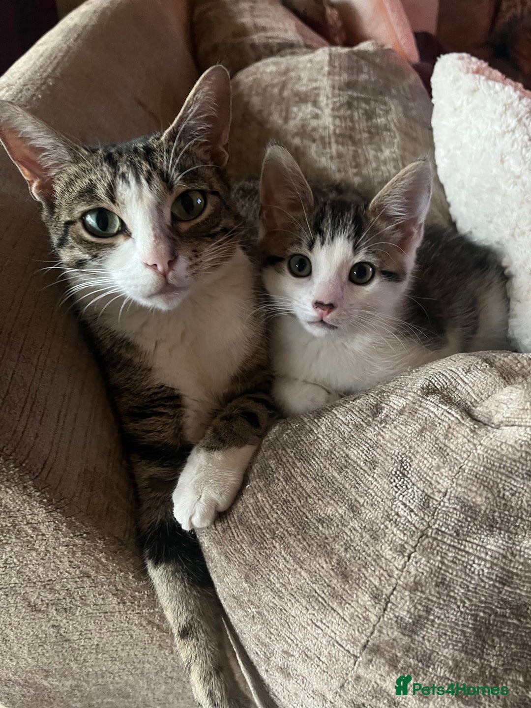 Mixed Breed cats for sale: 2 Male Kittens looking for a home together - Image 4