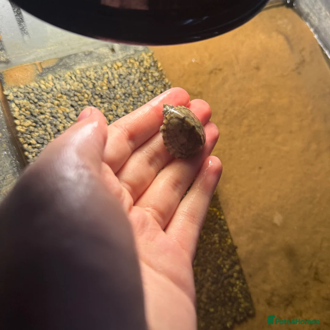 Turtle reptiles for sale: two turtles for sale , get everything in pictures in Ulceby - Advert 7