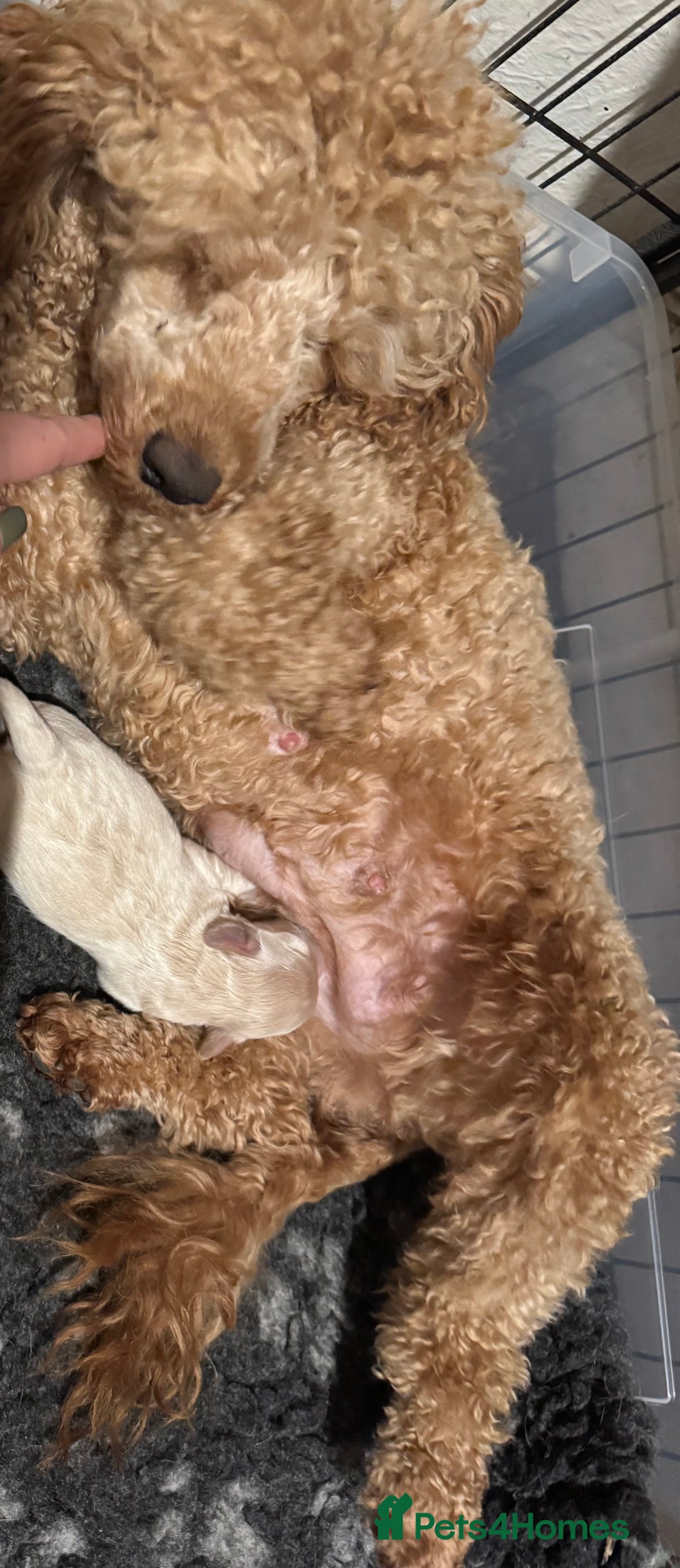 Maltipoo dogs for sale: Adorable Apricot F1 Korean Maltipoo - Advert 7