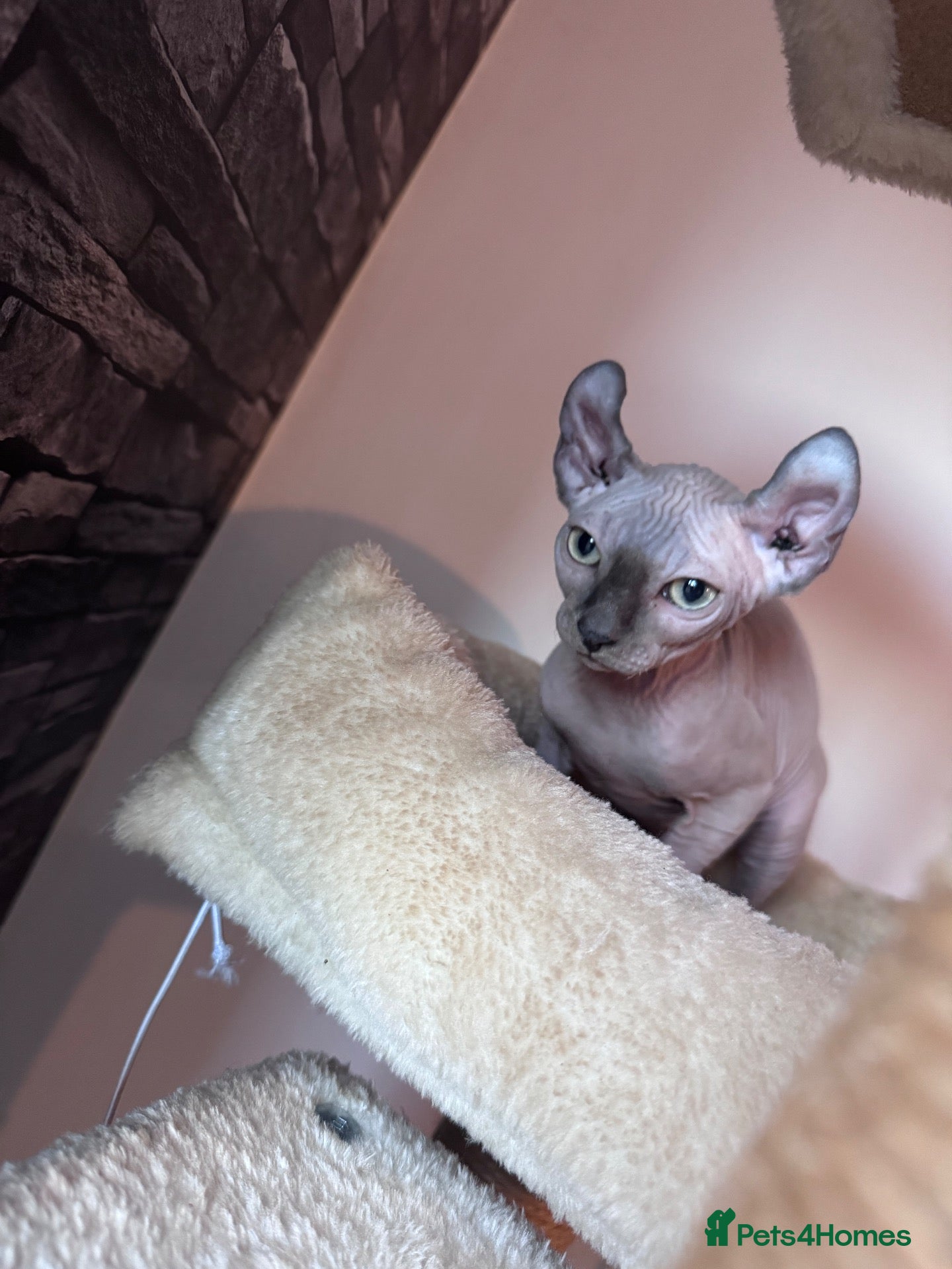Sphynx cats ✨ Exceptional Sphynx Kittens –Last Two Available ✨ - Advert 1