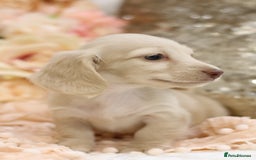 Miniature Dachshund dogs for sale: KC Registered Cream Longhair Puppies - Image 7