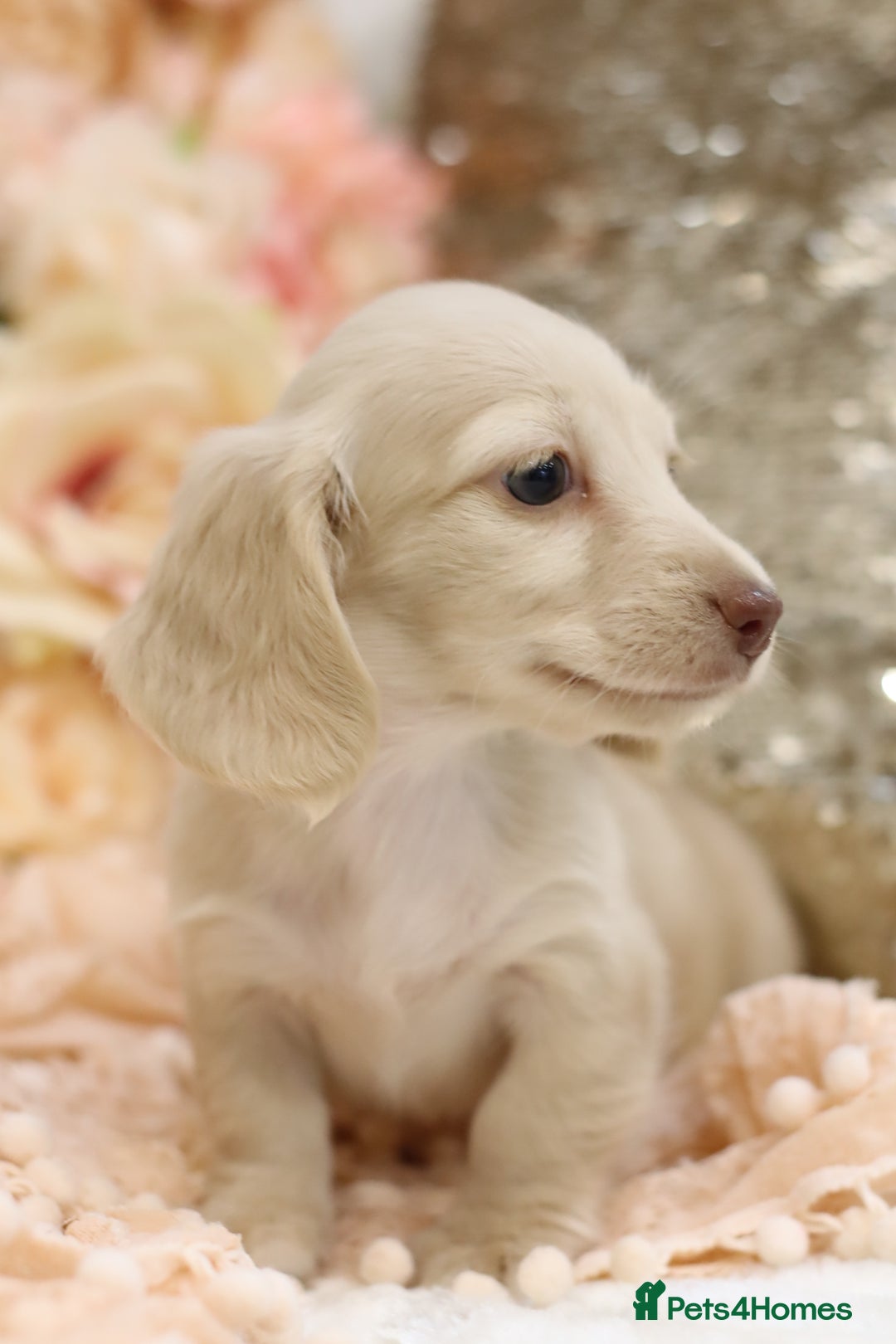 Miniature Dachshund dogs for sale: KC Registered Cream Longhair Puppies - Image 7