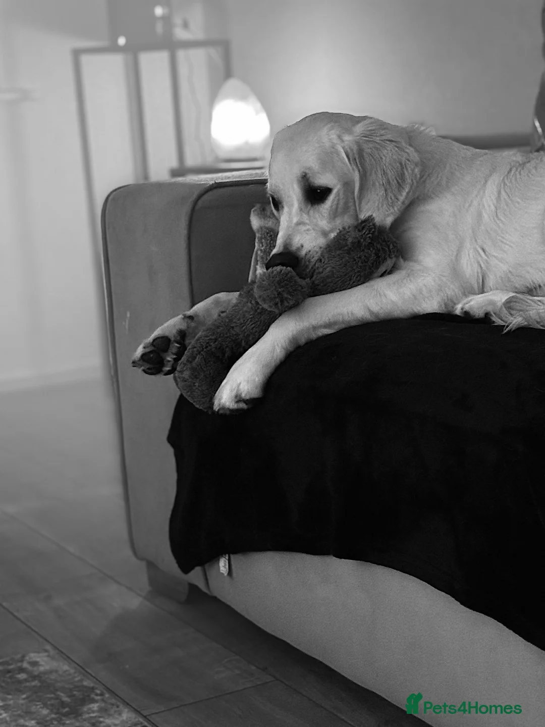 Golden Retriever dogs for sale: 2 Male golden retrievers for rehoming - Advert 18