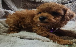 Toy Poodle dogs for sale: Tiny kc puppies,DNA&Genetic tested parents  - Image 6