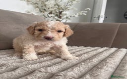 Sproodle dogs for sale: Sproodle puppies  - Image 3