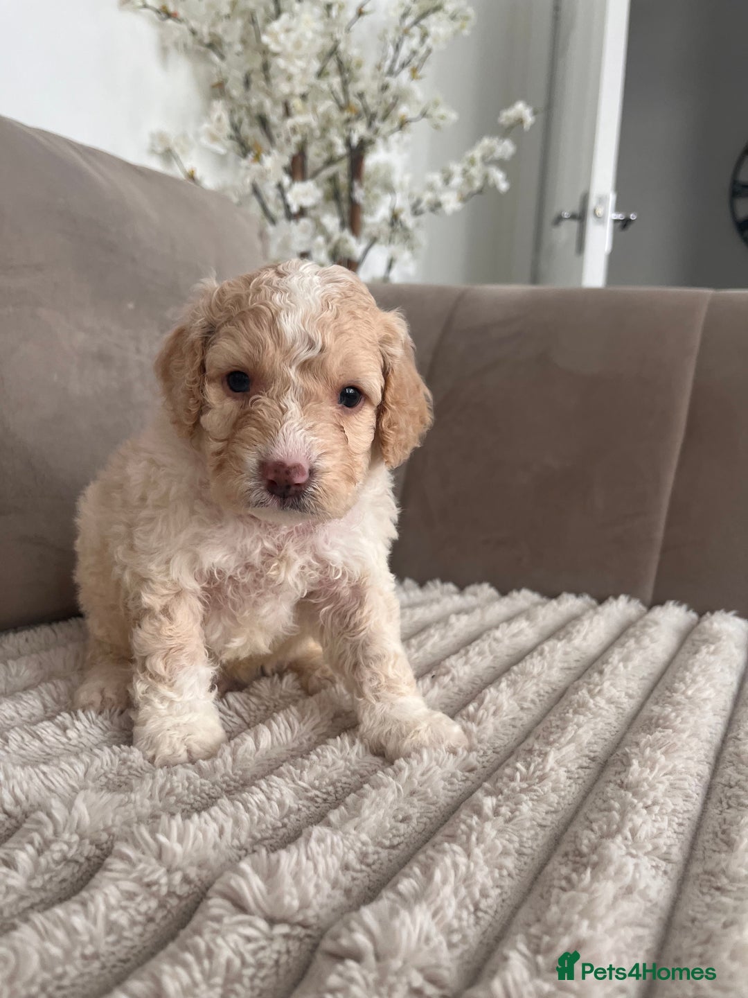 Sproodle dogs for sale: Sproodle puppies  - Image 3