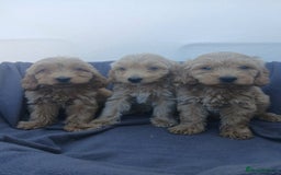 Cockapoo dogs for sale: PRA Clear show type cockapoo puppies  - Image 2