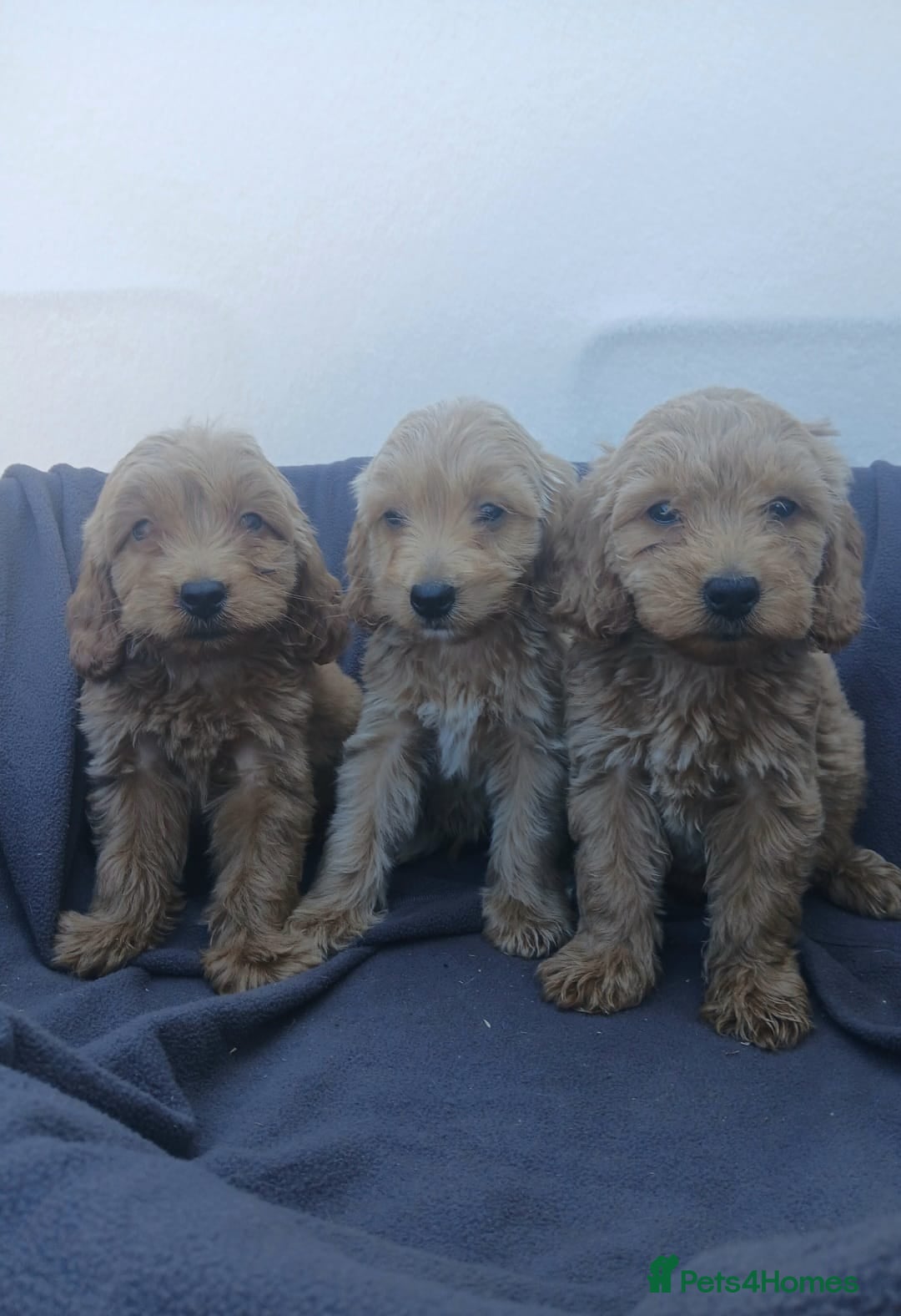 Cockapoo dogs for sale: PRA Clear show type cockapoo puppies  - Image 2