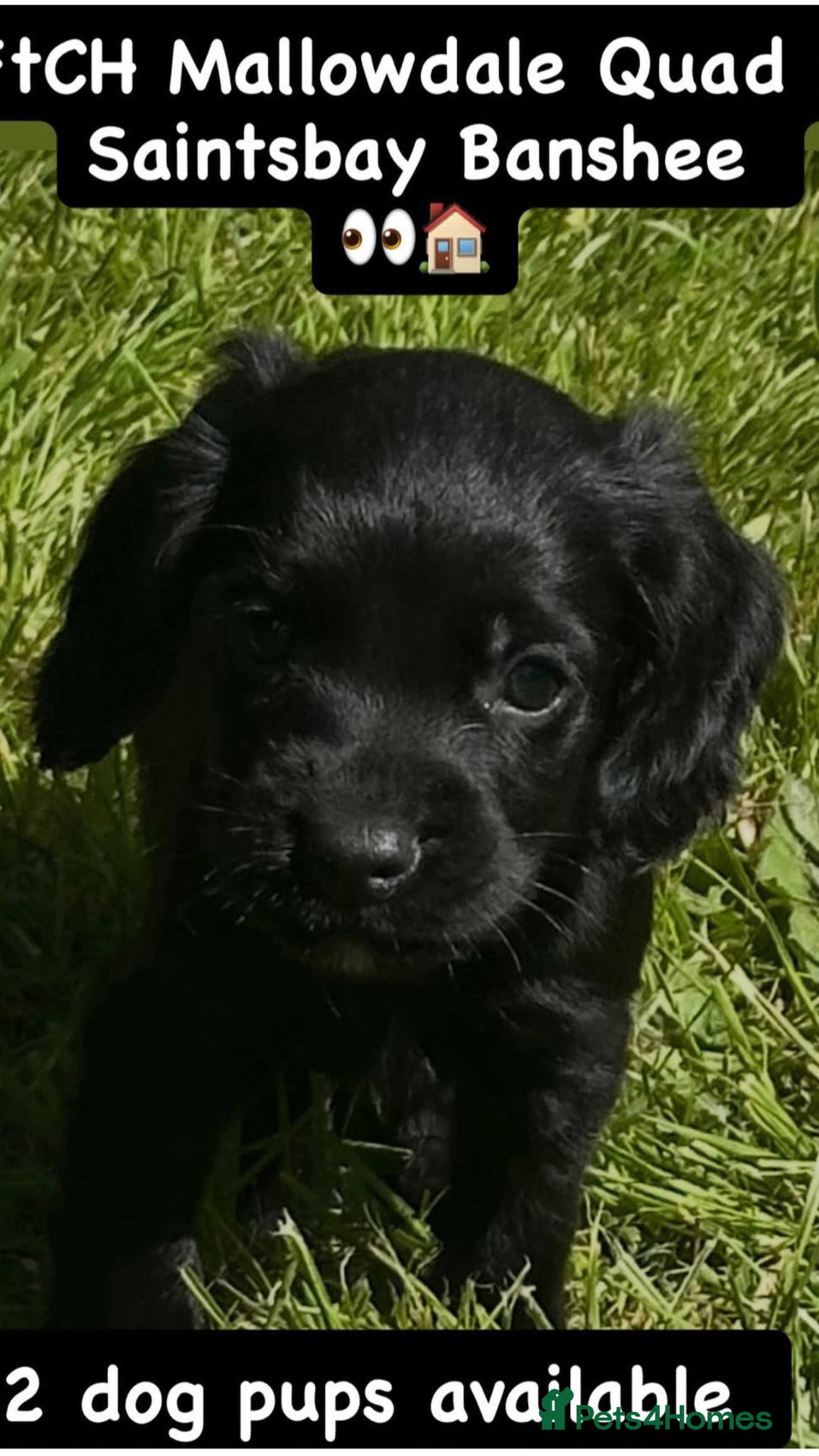 Cocker Spaniel dogs for sale: EXCEPTIONAL FTCH  Cocker puppies Health tested  - Advert 1
