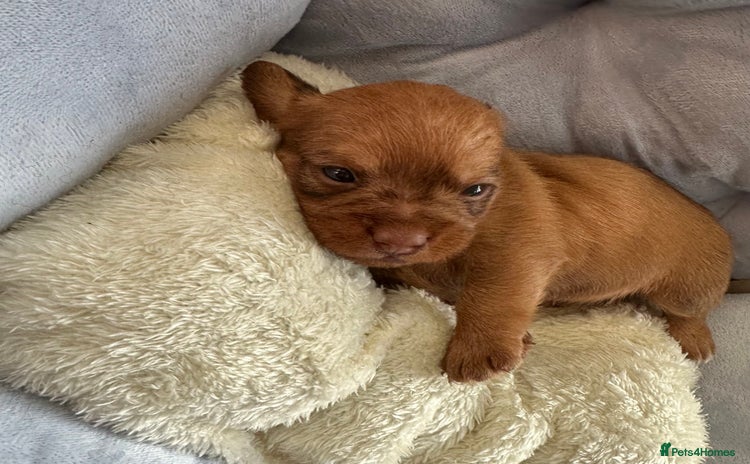 Mixed Breed dogs Shweenies (dachshund x Shih tzu) - Advert 8