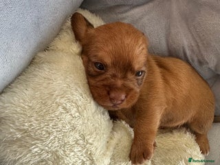 Mixed Breed dogs Shweenies (dachshund x Shih tzu) - Advert 14