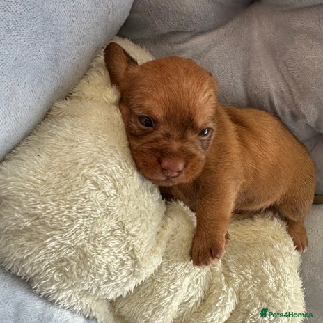 Mixed Breed dogs Shweenies (dachshund x Shih tzu) - Advert 8