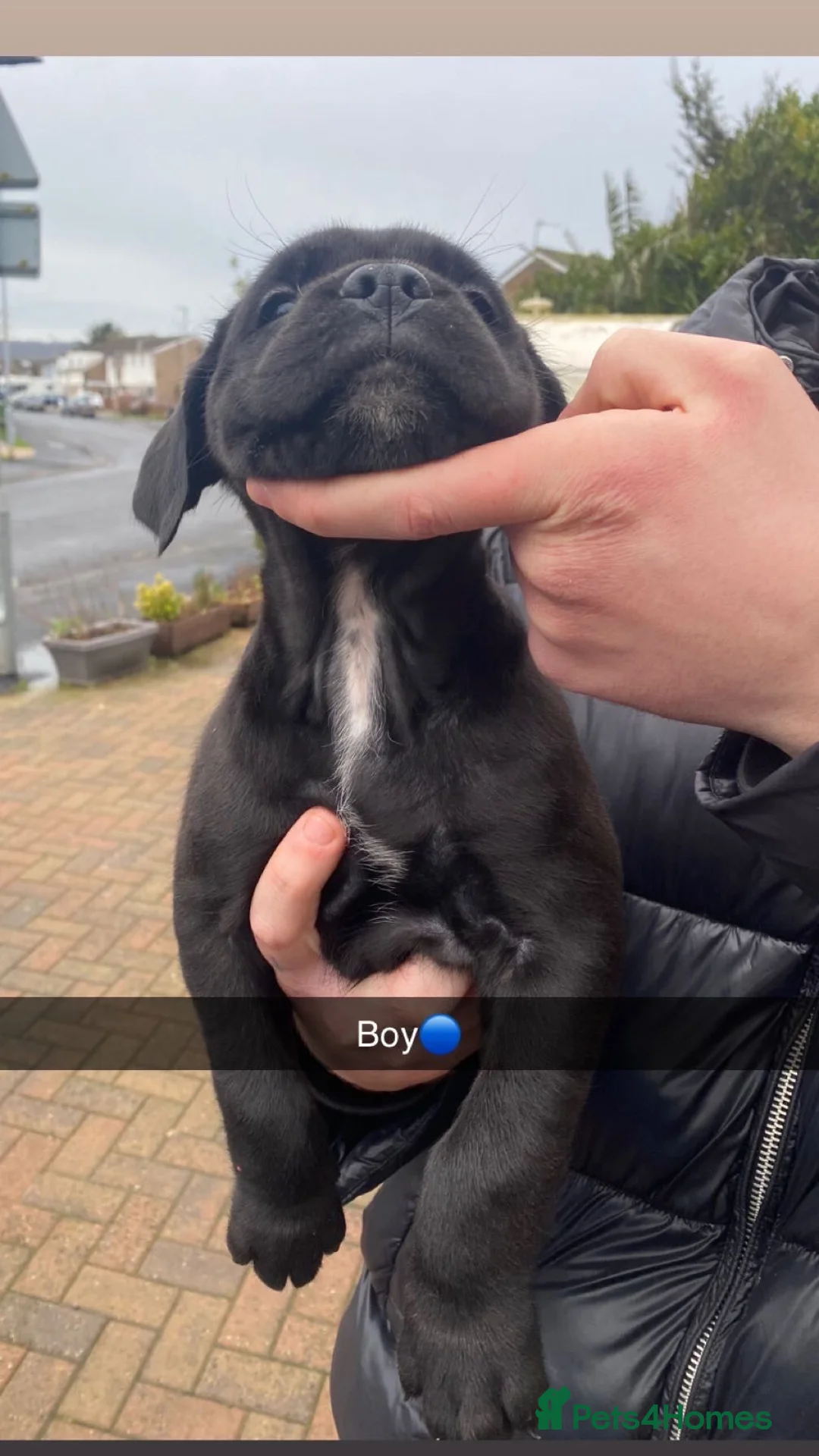 Cane Corso dogs for sale: Cane corso bandog - Advert 6